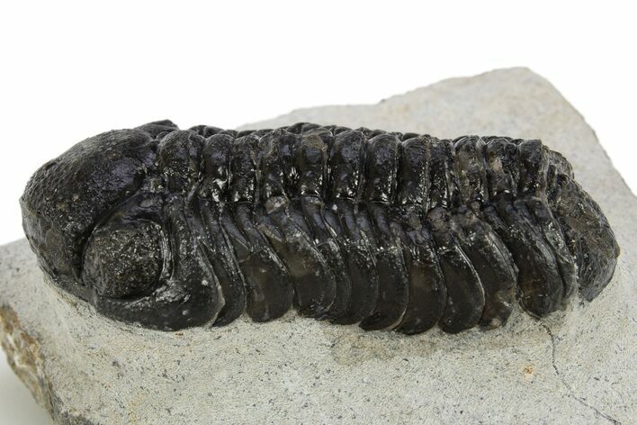 Detailed Austerops Trilobite - Nice Eye Facets #311076